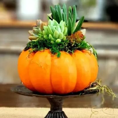 Planted & Poured: Succulent Pumpkin Workshop