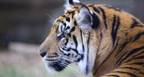 Zoo Atlanta