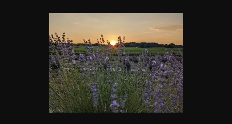 Lavender Last Chance Pop-Up