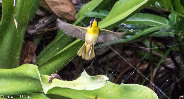 Birding Class