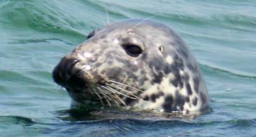 Monomoy Island Excursions