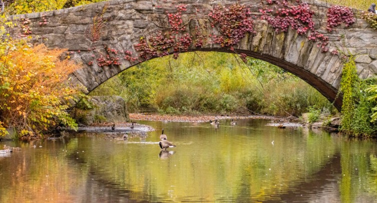 Central Park Woodland Walk: Bridge and Pond