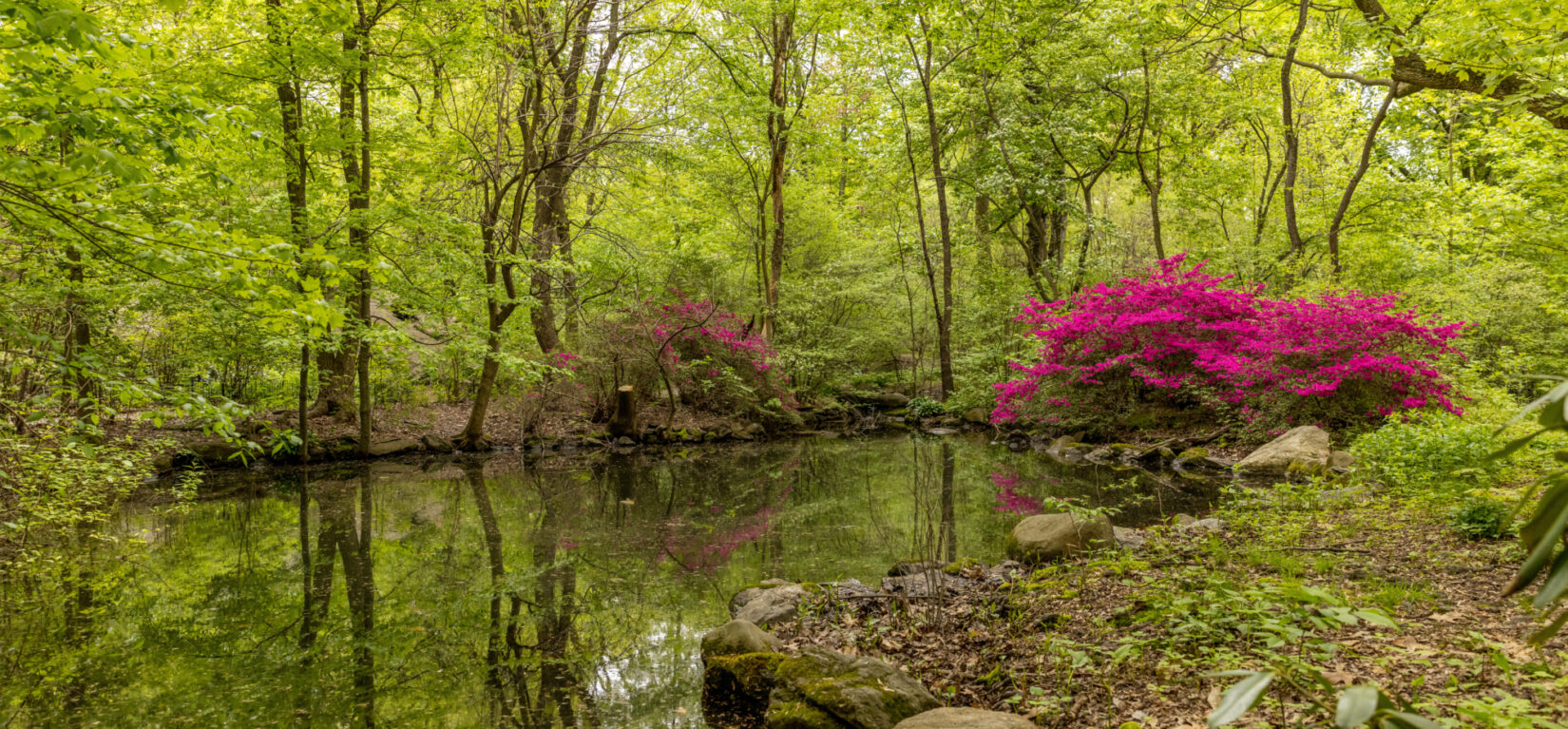 Central Park Woodland Walk: The Ramble