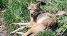 Buttonwood Park Zoo