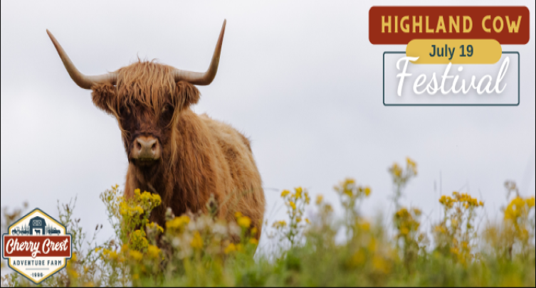 Highland Cow Festival