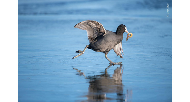 Wildlife Photographer of the Year