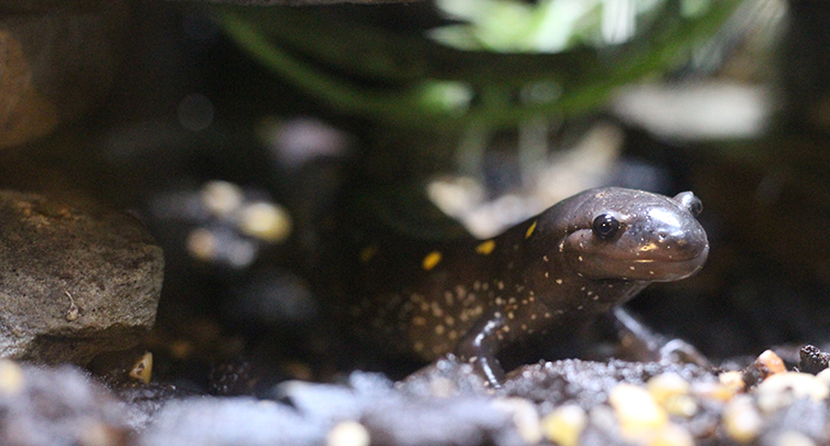 Take A Closer Look Virtual Tour @CLEAquarium