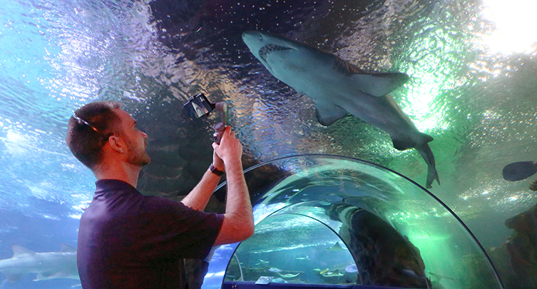 Wake Up To Sharks! @CLEAquarium